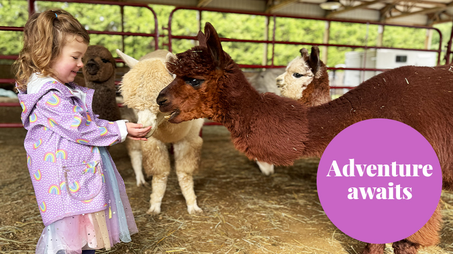 little girl feeding a llama
