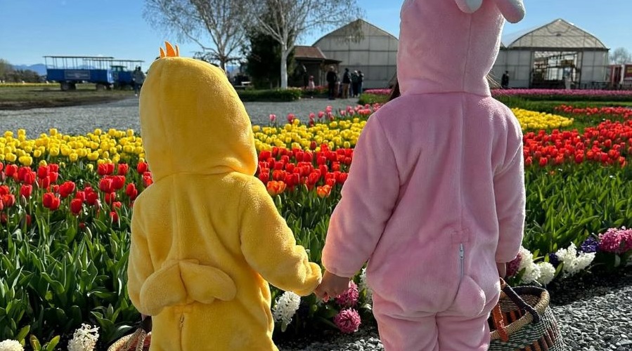 Two girls in bunny suits hold hands and look at tulips during an Easter egg hunt during the Skagit Tulip Festival.