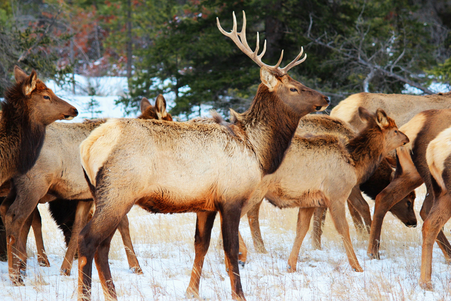 elk