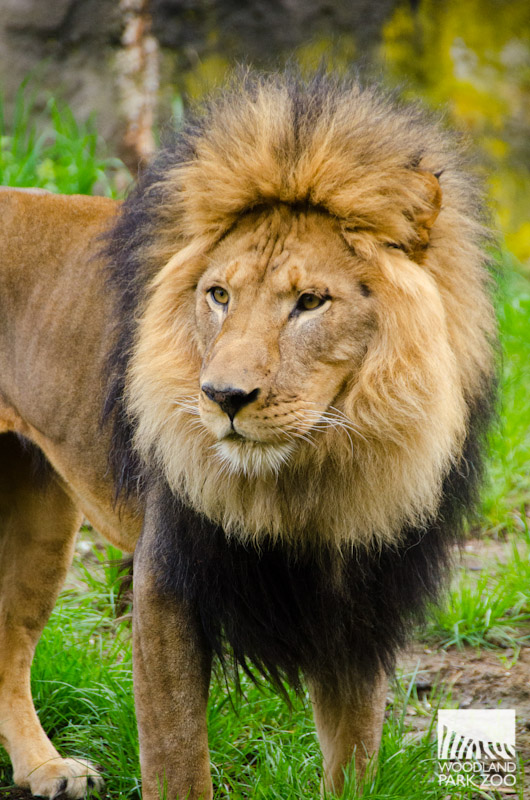 Mom and Me at Woodland Park Zoo Seattle Area Family Fun Mom and Me at Woodland Park Zoo Seattle Area Family Fun