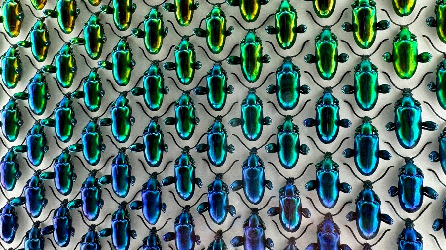 christopher marley beetles exhibit