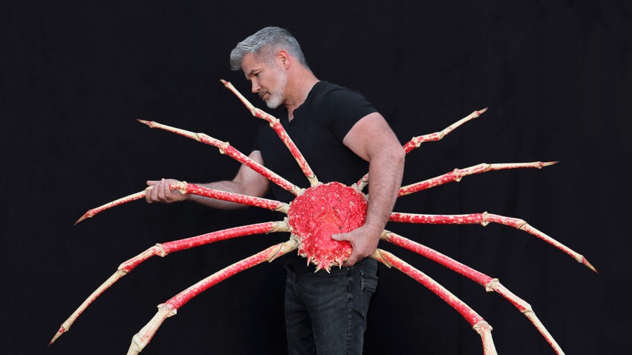 artist Christopher Marley carrying a giant crab in his exhibit, "Exquisite Creatures"