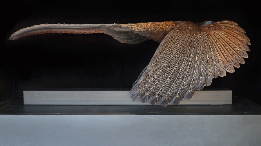 argas pheasant appears to be mid-flight in "Exquisite Creatures"