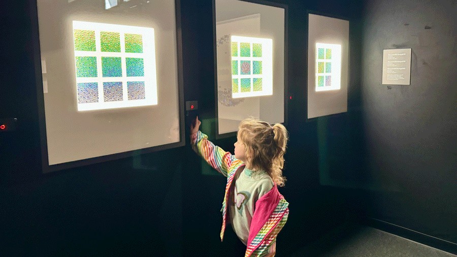 light-up beetles displays