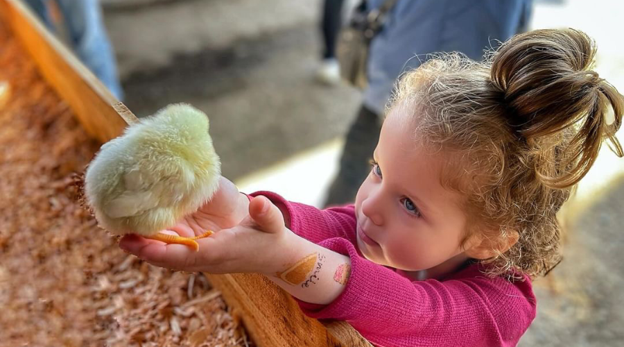 A little girl holds a baby chick at Swans Trail Farms Animals and Berries Festival.