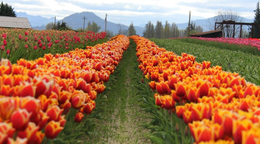 Rows of colorful tulips line a field at the Skagit Valley Tulip Festival.