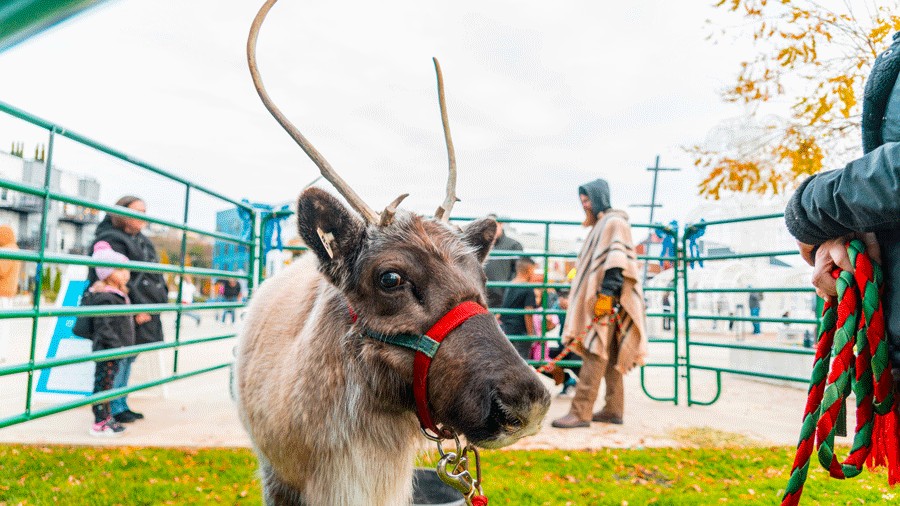 reindeer wearing a red harness during Holiday Hooves, a free December activity for families