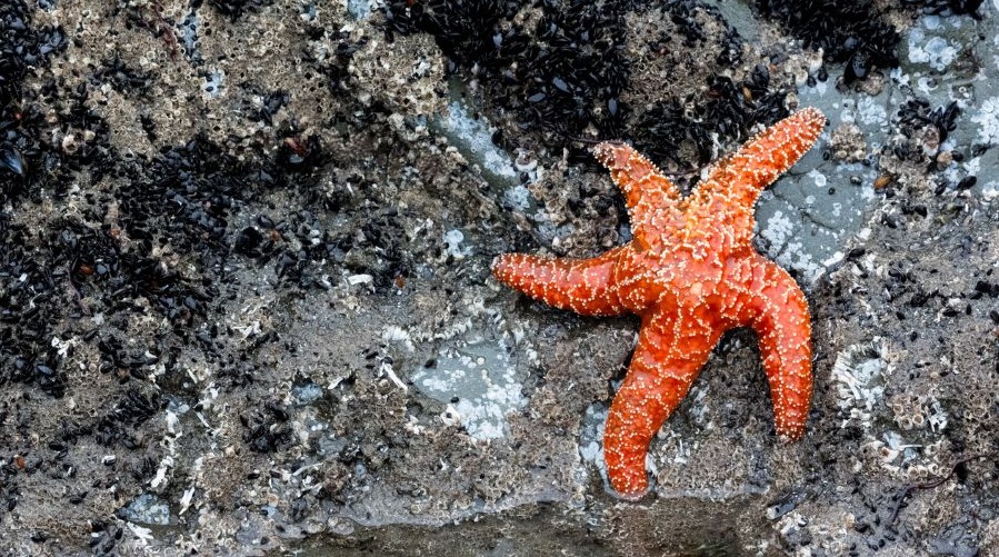 An orange starfish sits in a tidepool at low tide.