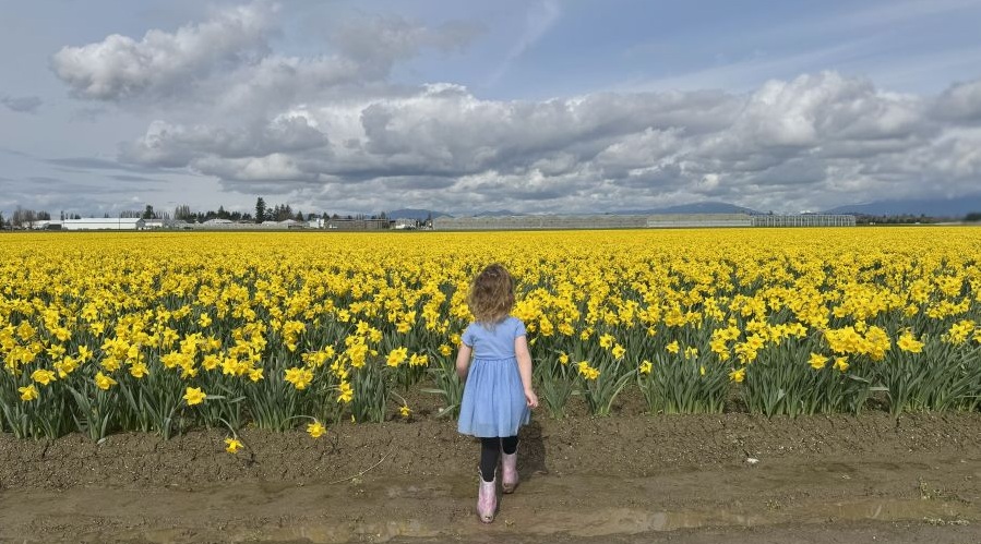A girl looks out at a field of yellow daffodils at La Conner Daffodil Festival.