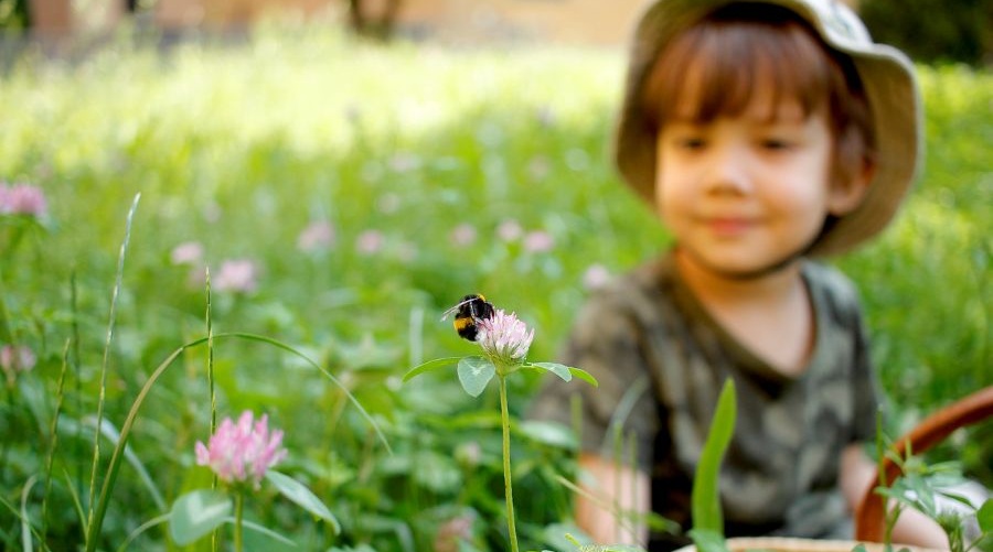 A young boy observes a bumble bee on a flower in a field.