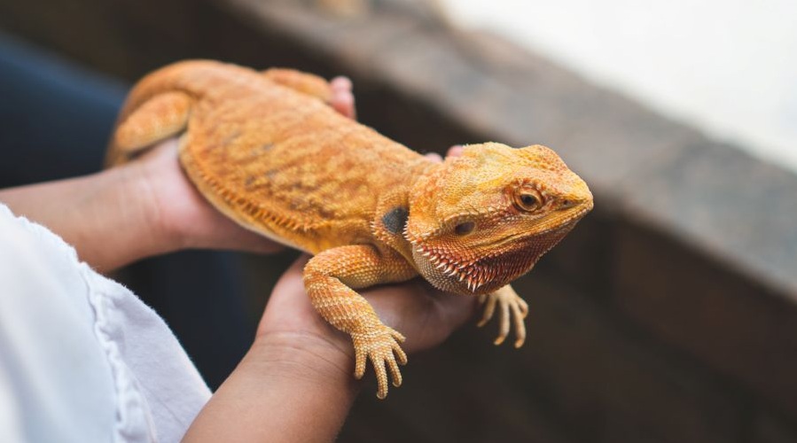 A child holds a lizard as part of a reptile workshop.