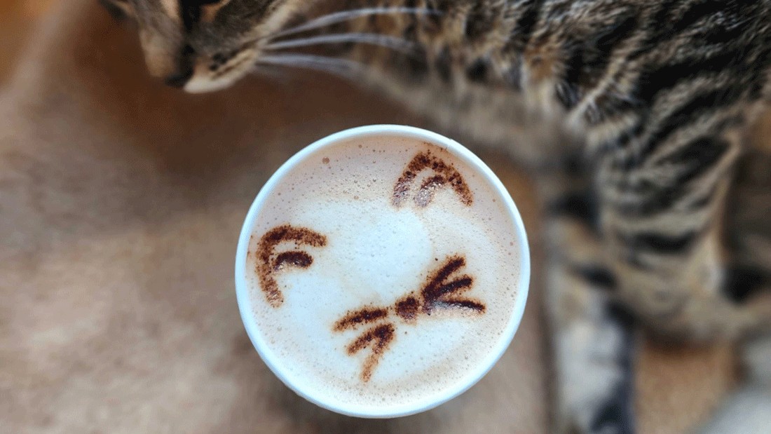 a cat curled up around a cat-themed latte at Meowtropolitan Cat Cafe in Seattle