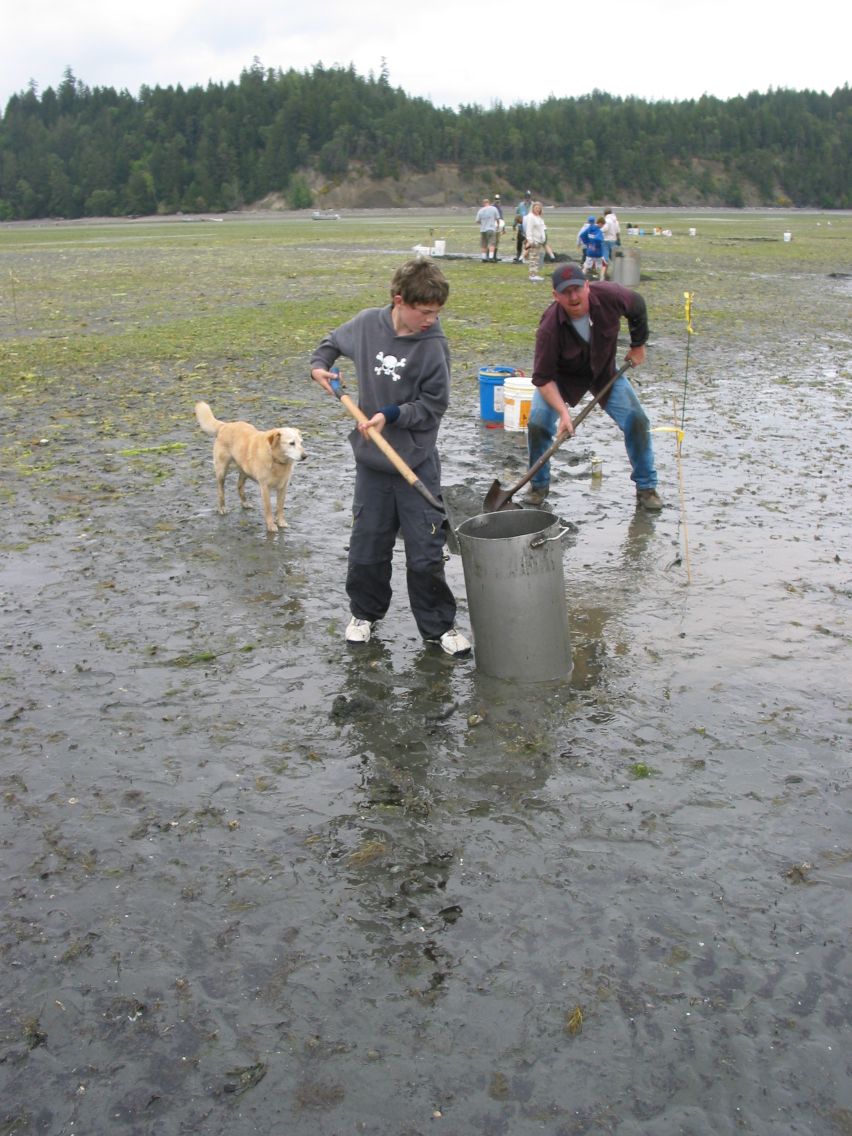 Geoduck Duckabush