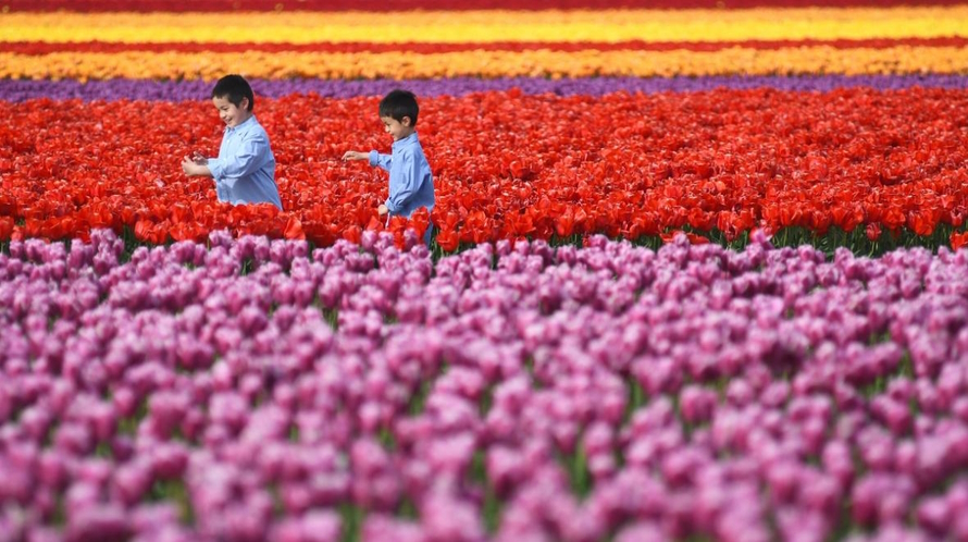 Two young boys walking in a large field of colorful tulips 