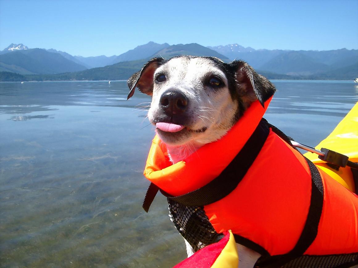 A Jack Russell terrier wearing a life jacket enjoys a kayak ride on Hood Canal