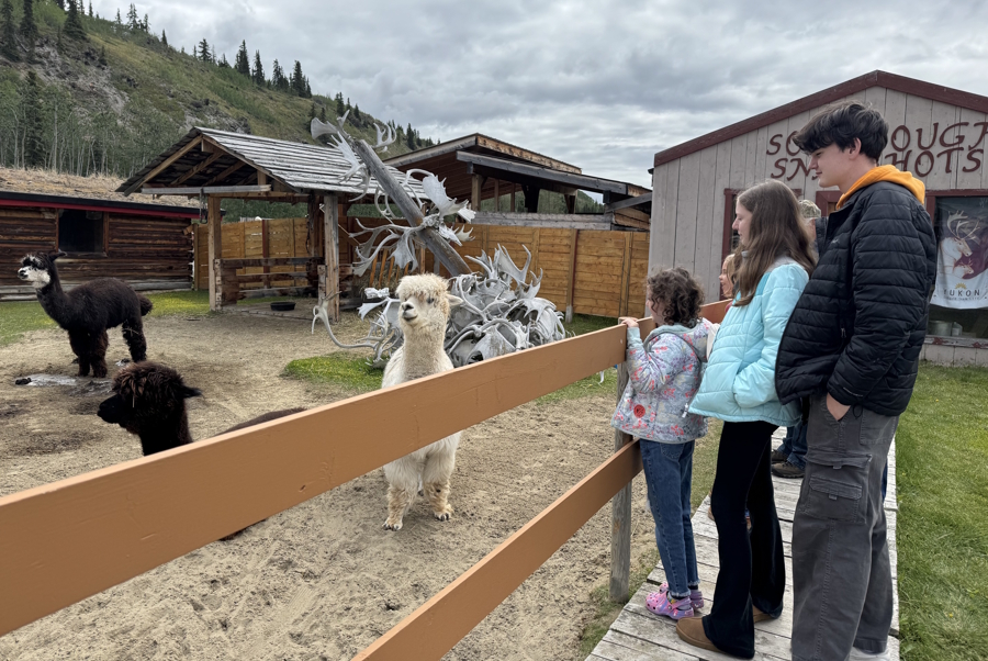kids looking at llamas