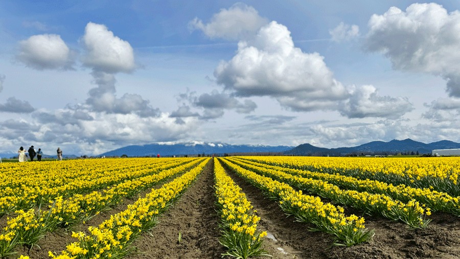 daffodils at RoozenGaarde in bloom during the Daffodil Festival in Skagit Valley