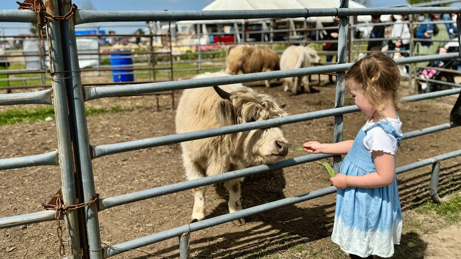 young girl feeding a mini highland cow during the La Conner Daffodil Festival