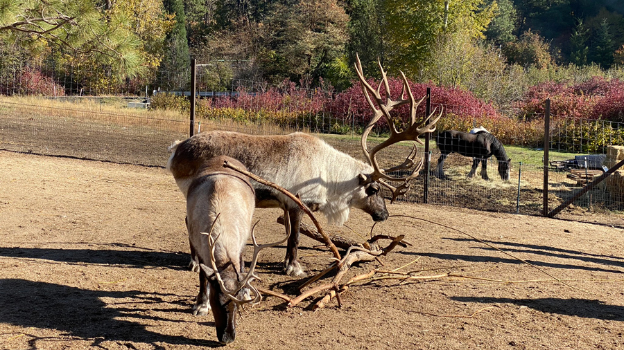 reindeer at Leavenworth Reindeer Farm 