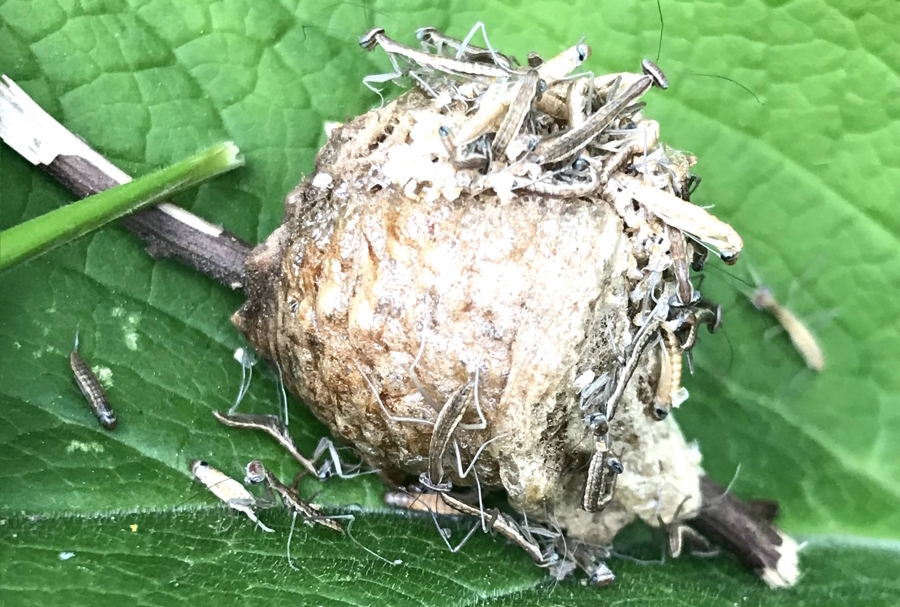 baby praying mantis coming out of their egg