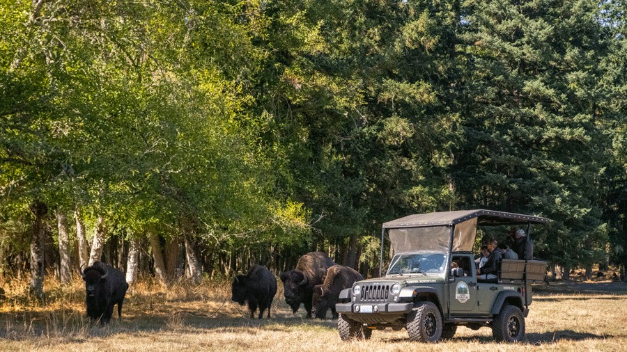 keeper adventure tour on a jeep with a herd of bison nearby