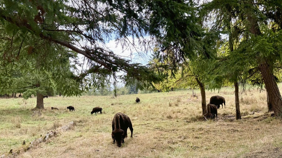 herd of bison seen from a tram tour at NW Trek