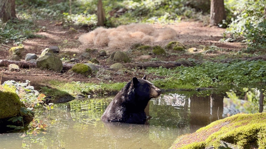 black bear wading in the water at Northwest Trek