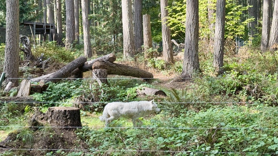 gray wolf walking across its forest habitat at NW Trek in Eatonville
