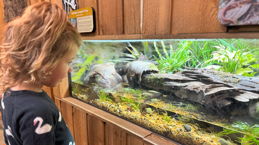 young kid looking at a newt in the amphibian center at Northwest Trek