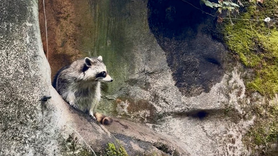 raccoon peeking out of its dwelling at NW Trek on a forest path walking tour