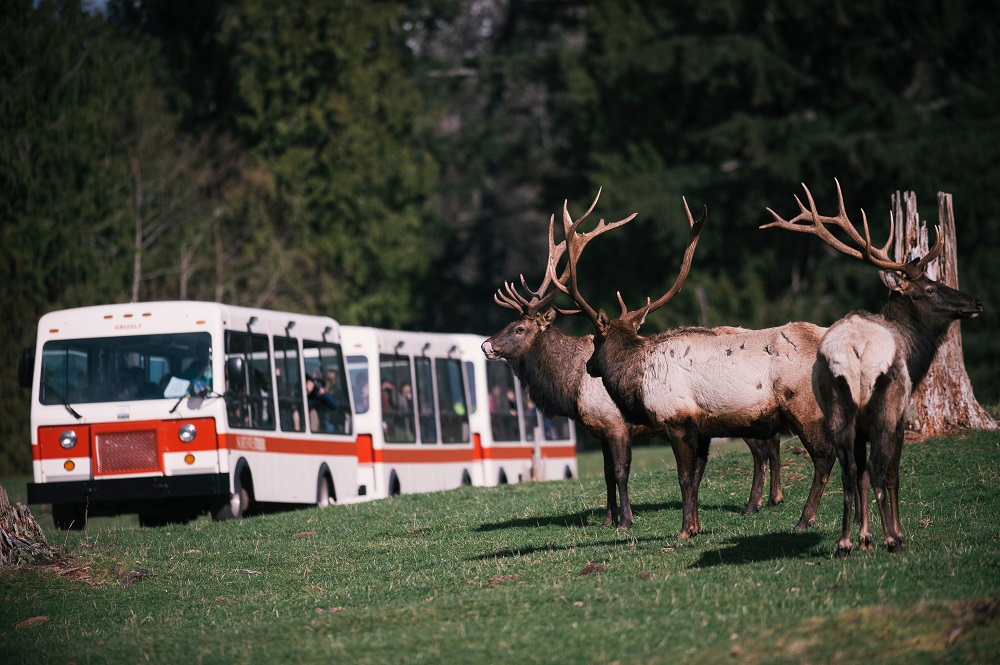 Northwest Trek elk from tram tour
