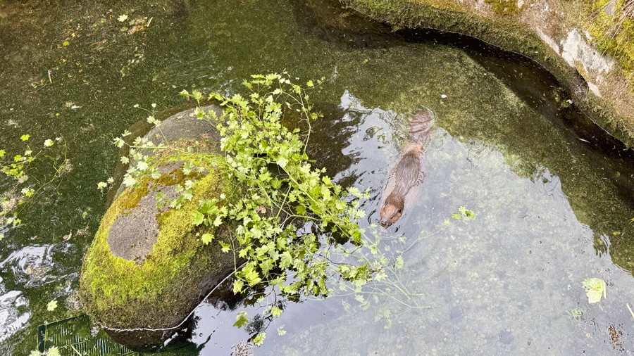 beaver swimming in a wetland habitat at NW Trek