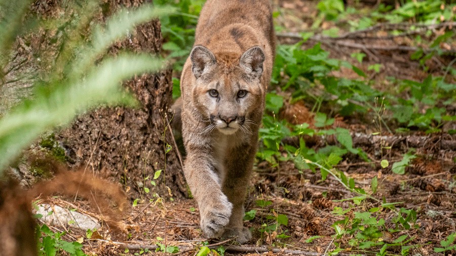 cougar walking in its forest habitat at Northwest Trek Wildlife Park in Eatonville