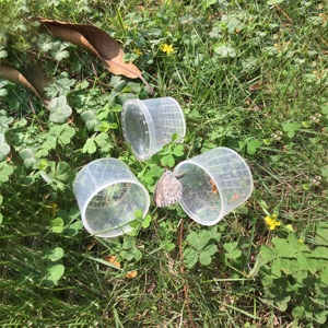 bug catching cup