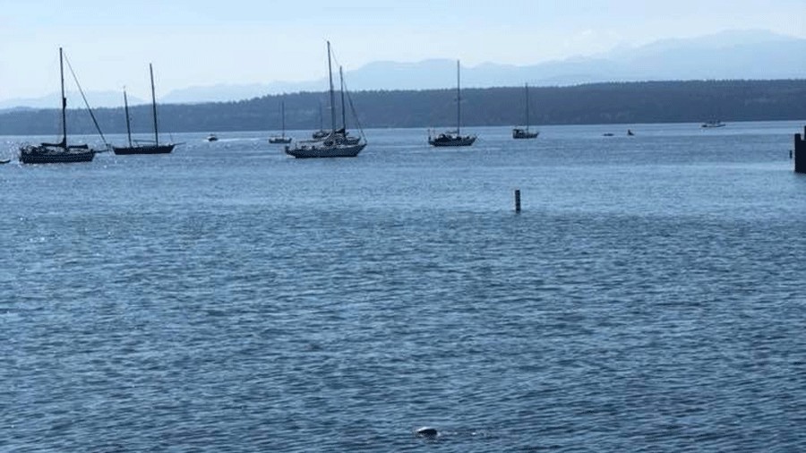 seal bobbing in the water in front of boats in Port Townsend
