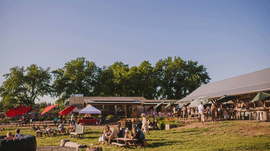 outdoor cider garden at Finnriver near Port Townsend