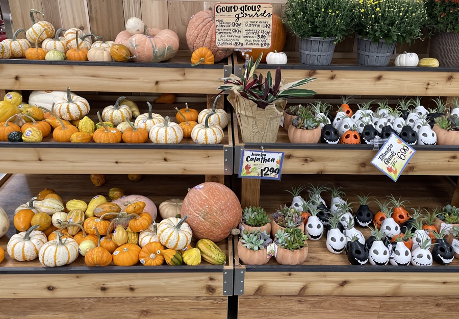 pumpkins and home decor for Halloween at Trader Joes