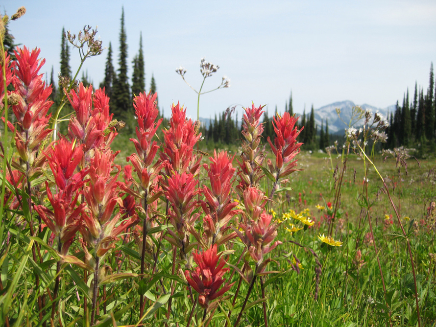 revelstoke