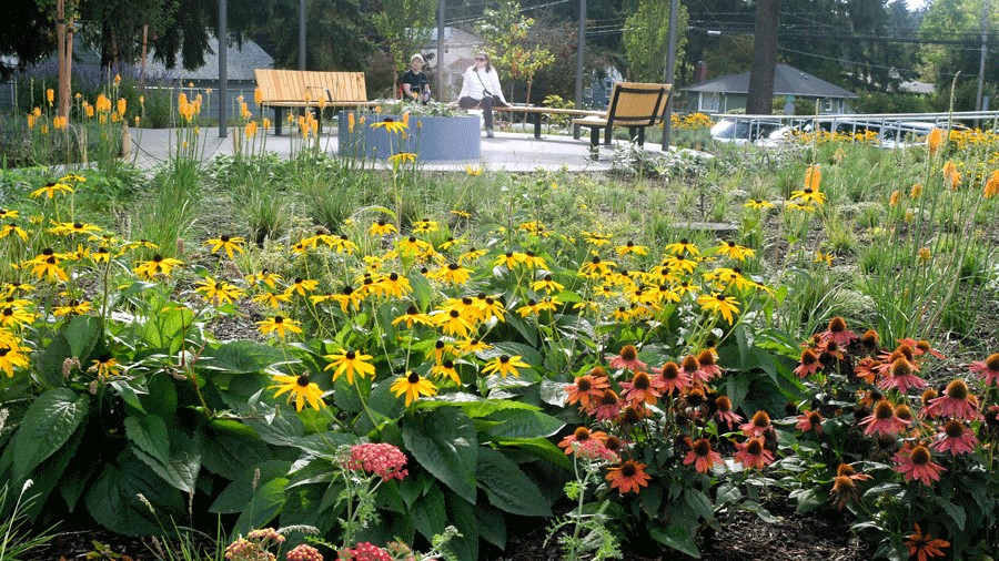 close-up photo of flowers in the sensory garden at Richmond Highlands Park