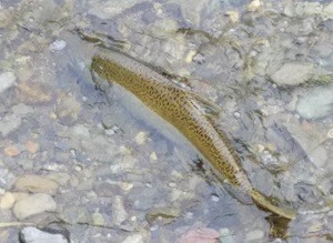 salmon spawing in bothell's north creek