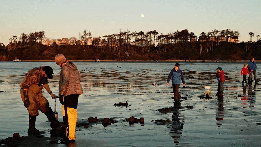 families digging for razor clams on the beach at Seabrook, a fun off-season activity