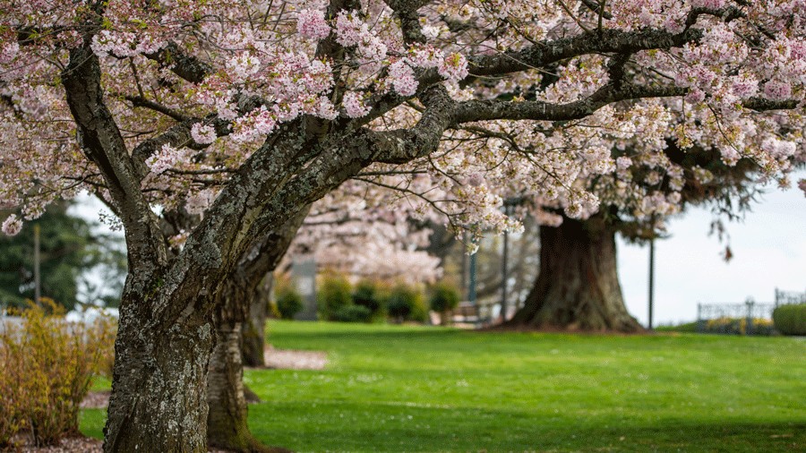 blossoming cherry trees in Grand Avenue Park in Everett