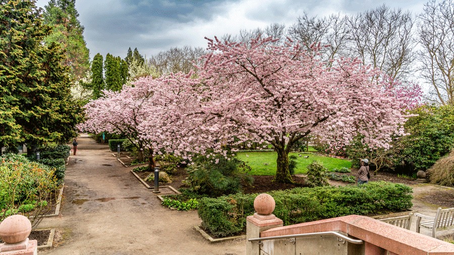 cherry blossoms in Downtown Bellevue Park