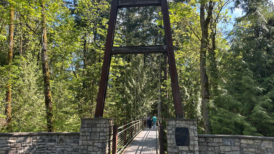 the ravine experience at bellevue botanical garden, a 150-foot suspension bridge