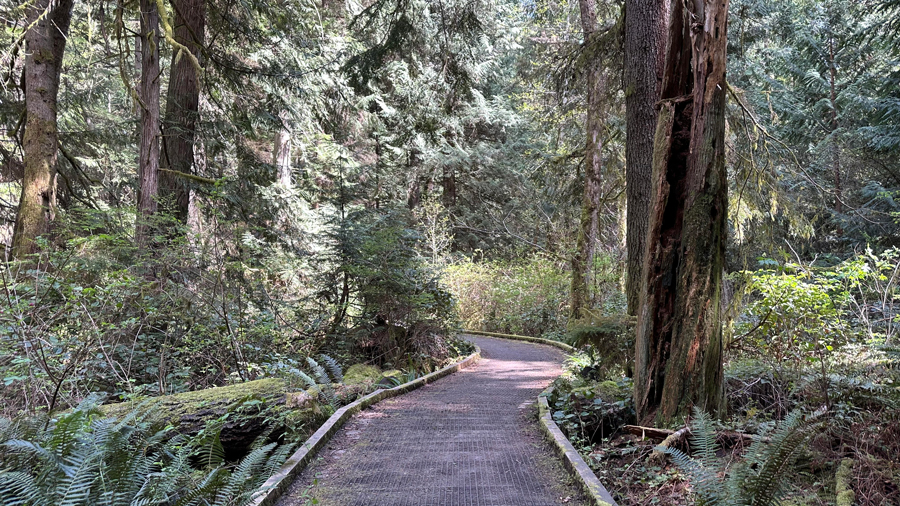 long boardwalk that takes you over the wetlands on the Forest to Sky Trail in Bainbridge Island