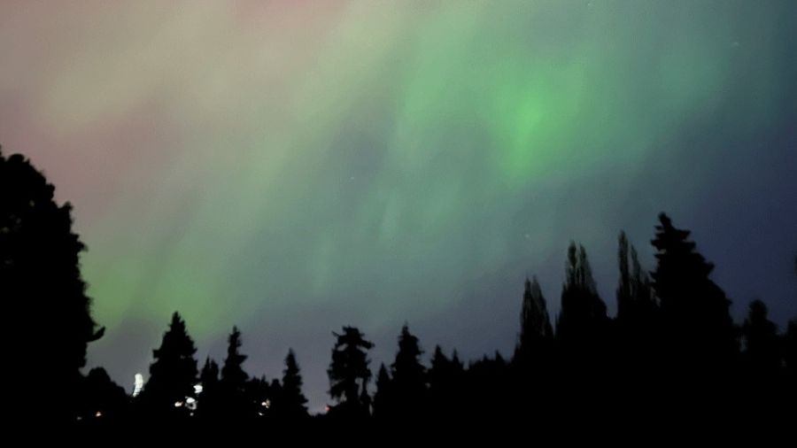 seattle trees with northern lights