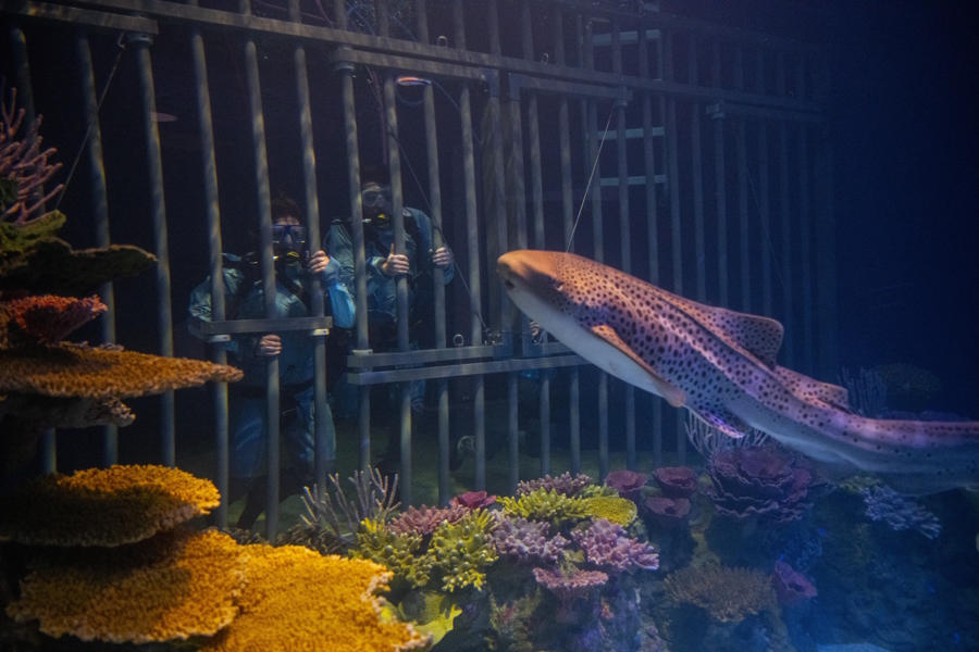 a shark dive at Point Defiance Zoo & Aquarium