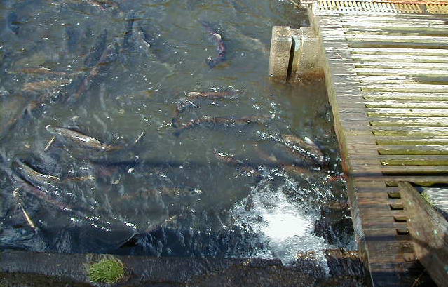 soos-creek-hatchery-salmon-where-to-spot-salmon-south-king-county-south-sound