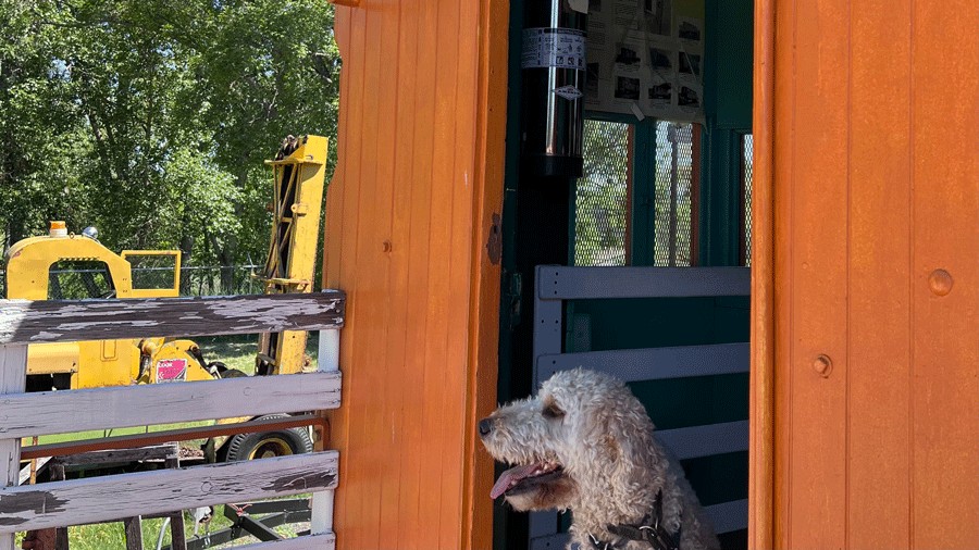 dog inside a train car at Medford Railroad Park