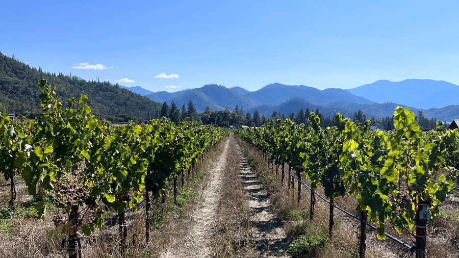view of the vineyard at Troon Vineyard & Farm in Applegate Valley, Oregon